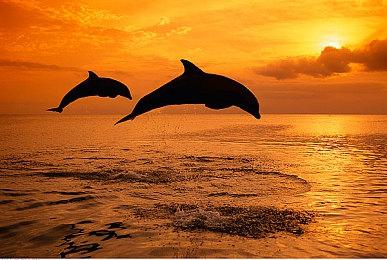 《FIFA 22》即将加入EA Play服务 XGPU用户可玩